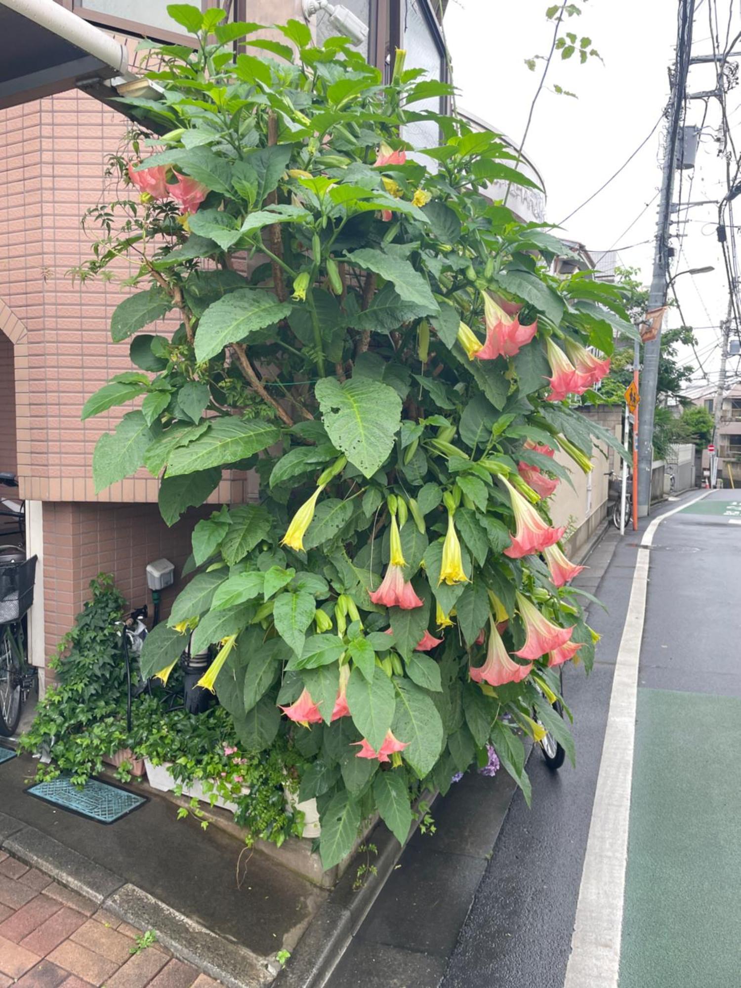 都心の家30 Square Meter King Size Bed With Stepping Rice Tokyo Exterior photo